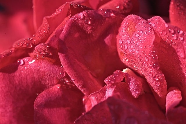 pink-8053329_640.jpg